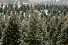 Christmas Tree Farm Soy Wax Melts